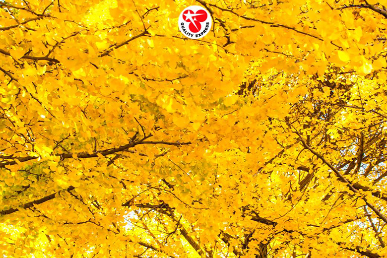 ใบไม้เปลี่ยนสี ญี่ปุ่น ต้นแปะก๊วย