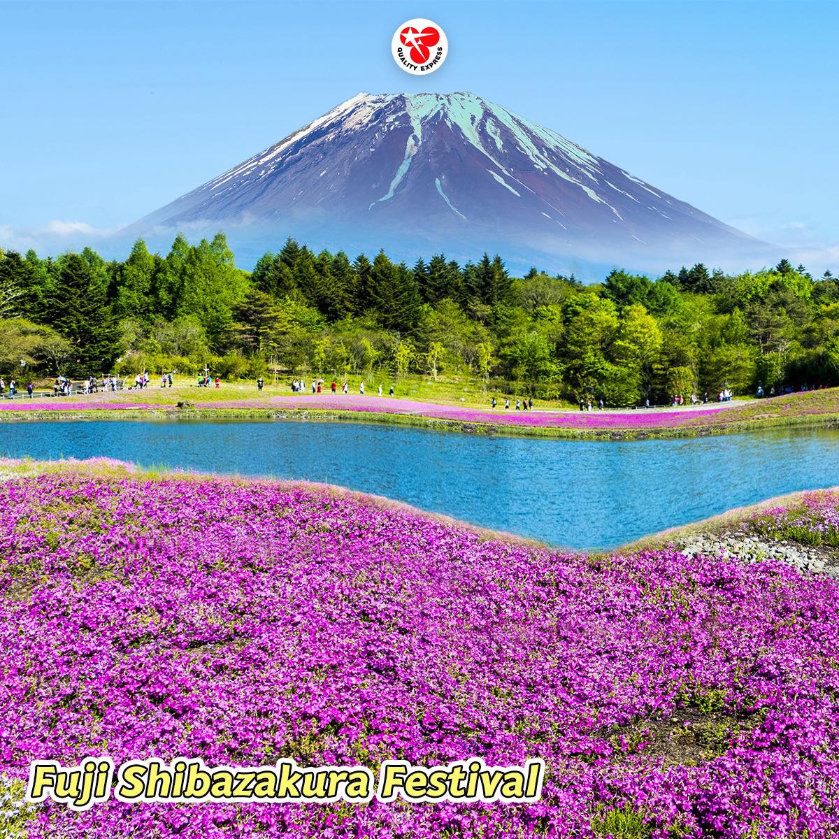 Fuji Shibazakura Festival