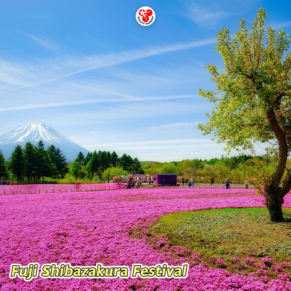 Fuji Shibazakura Festival