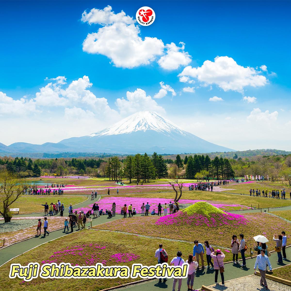 Fuji Shibazakura Festival