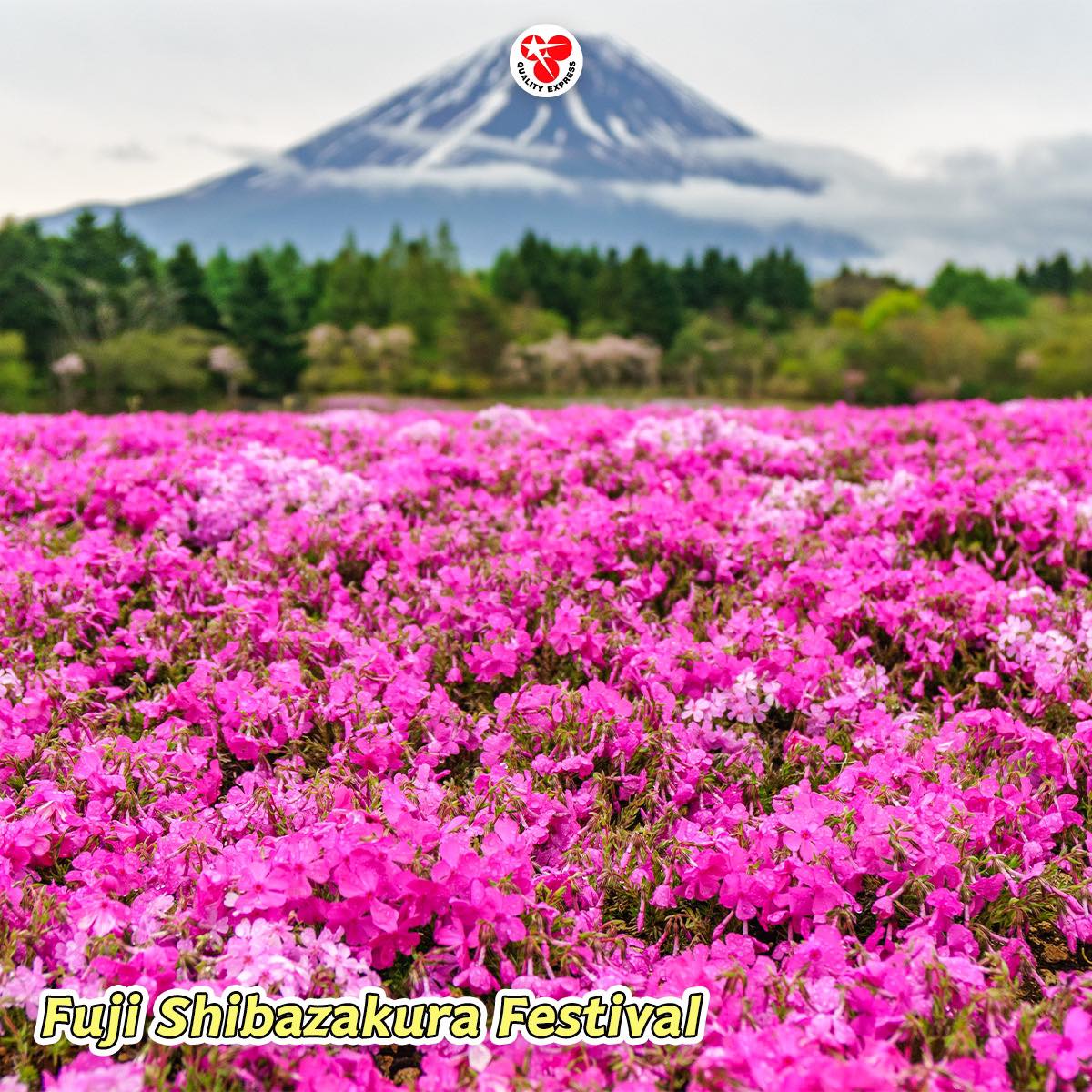 Fuji Shibazakura Festival