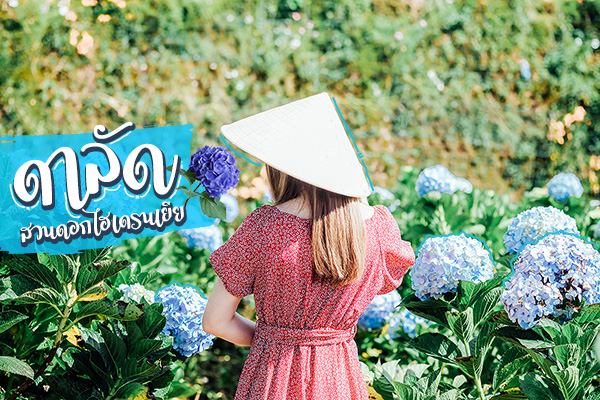 เที่ยวเวียดนาม ชิคๆ คูลๆ ที่ดาลัด Hydrangea Garden  ดอกไม้เมืองหนาว 